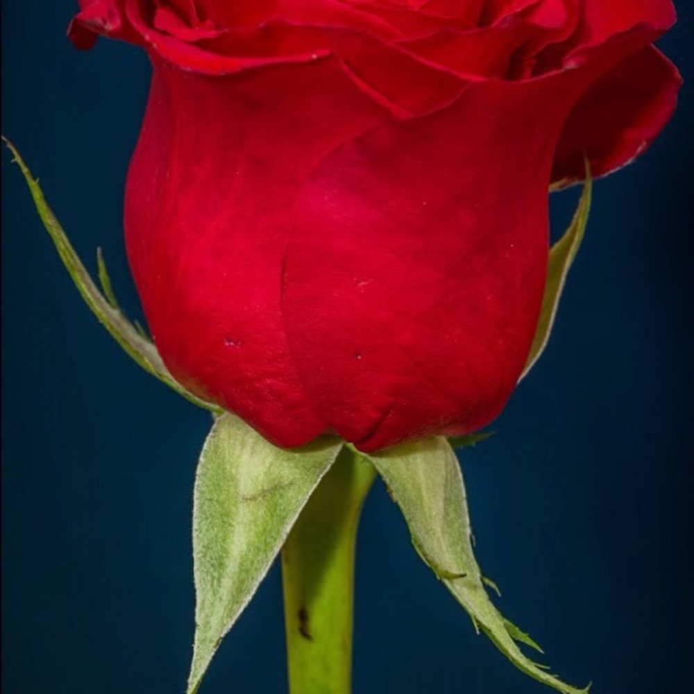 Meet your Posher, Capretta